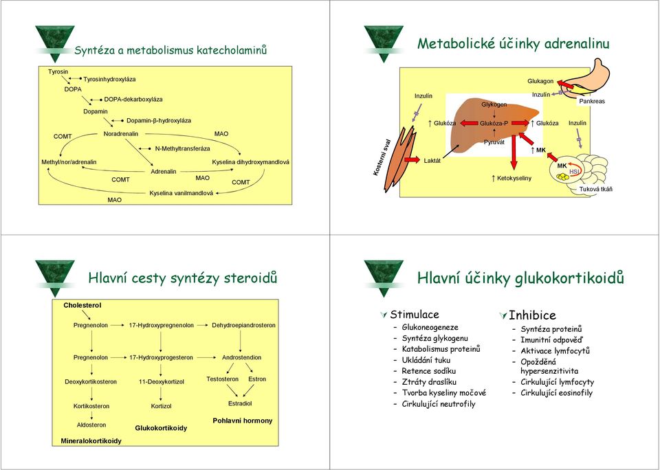 Ketokyseliny MK HSL Tuková tkáň Hlavní cesty syntézy steroidů Hlavní účinky glukokortikoidů Cholesterol Pregnenolon Pregnenolon Deoxykortikosteron Kortikosteron 17-Hydroxypregnenolon