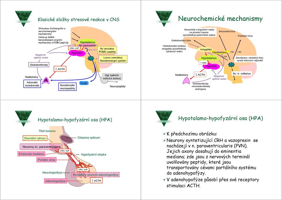 LC Nc arcuatus POMC peptidy Locus coeruleus Noradrenergní systém Ggl zadních míšních kořenů Neuropeptidy Orbitofrontální kůra Orbitofrontální inhibice amygdaly zprostředkuje vyhasnutí reakcí