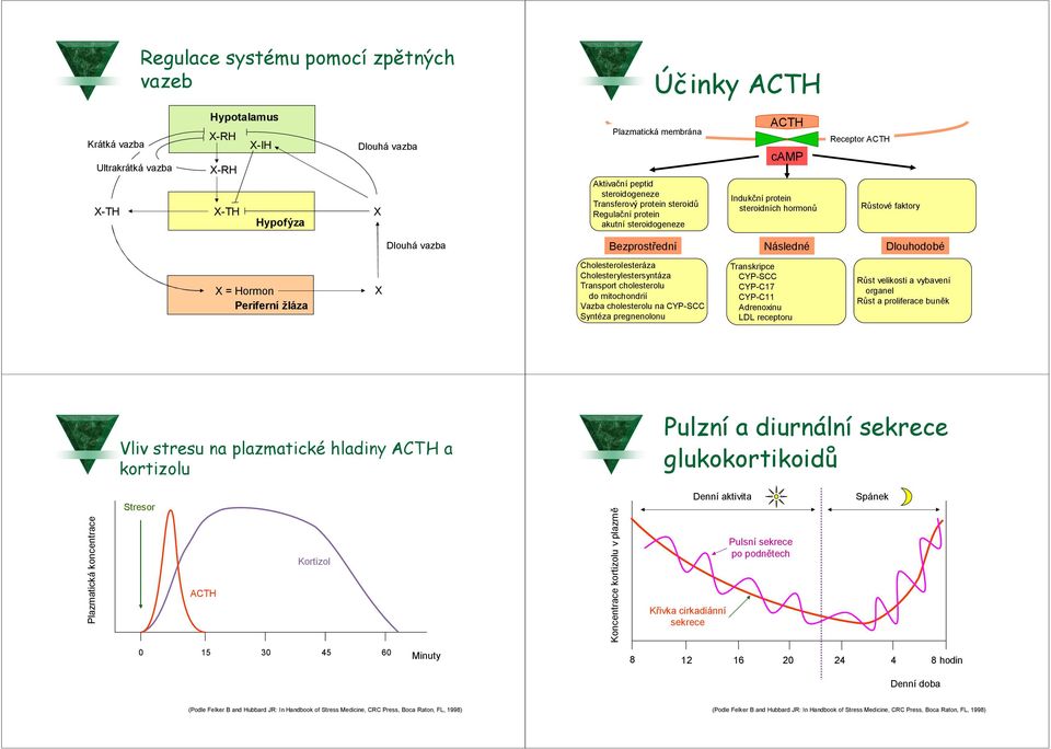 Hormon Periferní žláza X Cholesterolesteráza Cholesterylestersyntáza Transport cholesterolu do mitochondrií Vazba cholesterolu na CYP-SCC Syntéza pregnenolonu Transkripce CYP-SCC CYP-C17 CYP-C11