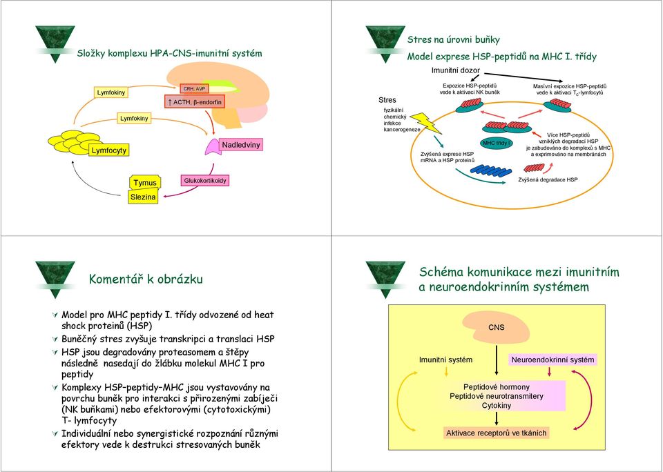 HSP mrna a HSP proteinů MHC třídy I Masívní expozice HSP-peptidů vede k aktivaci T C -lymfocytů Více HSP-peptidů vzniklých degradací HSP je zabudováno do komplexů s MHC a exprimováno na membránách