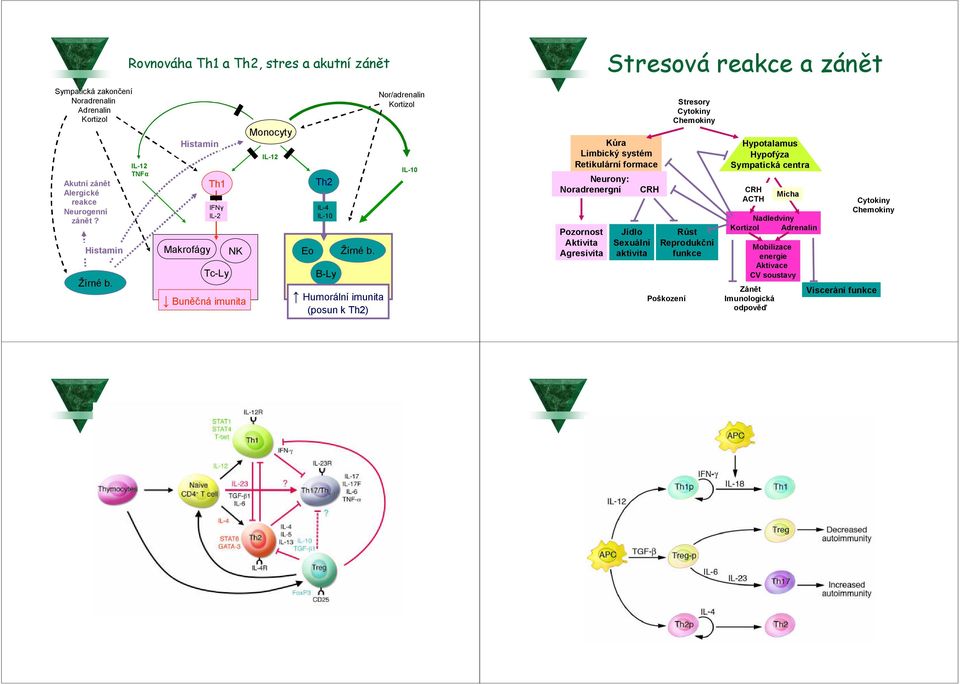 B-Ly Humorální imunita (posun k Th2) Nor/adrenalin IL-10 Kůra Limbický systém Retikulární formace Neurony: Noradrenergní CRH Pozornost Aktivita Agresivita Jídlo Sexuální
