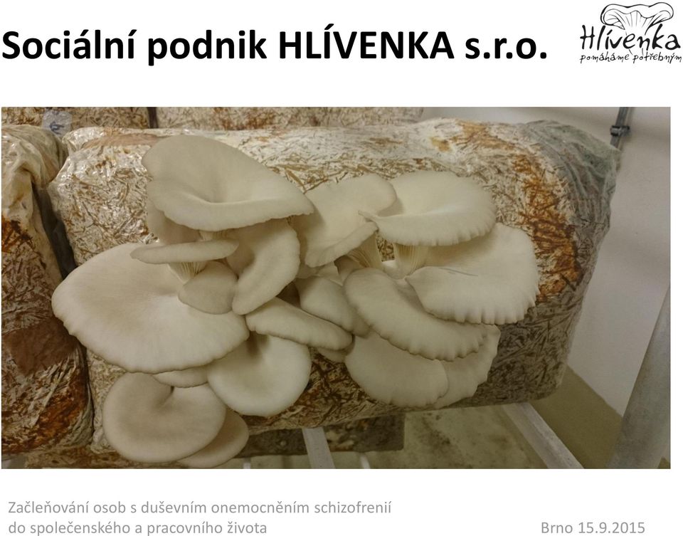 HLÍVENKA