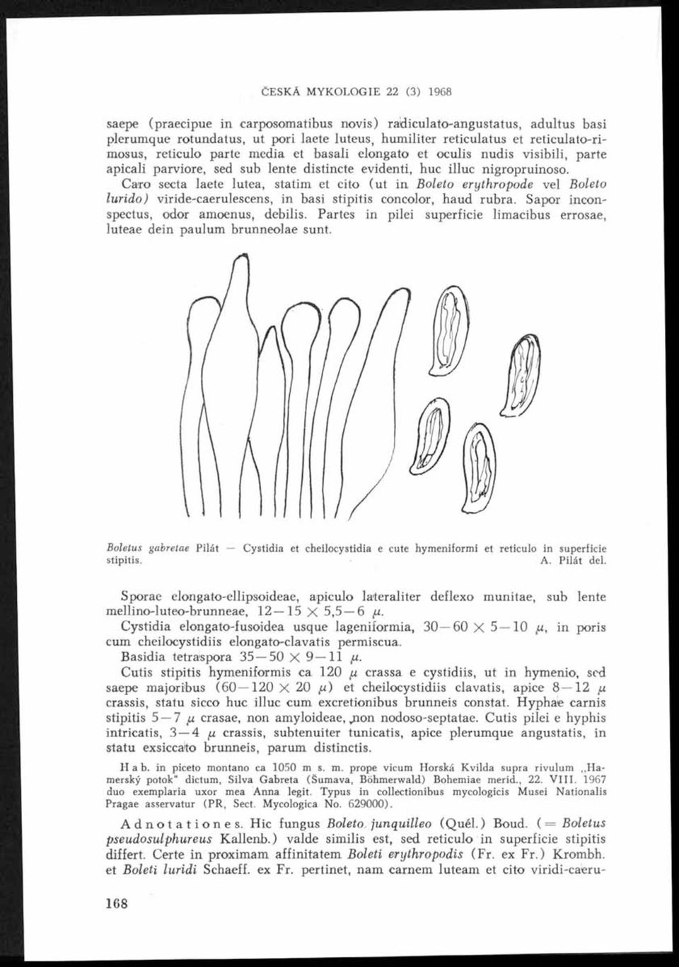 Caro secta laete lútea, statim et cito (ut in Boleto erythropode vel Boleto lurido) viride-caerulescens, in basi stipitis concolor, haud rubra. Sapor inconspectus, odor amoenus, debilis.