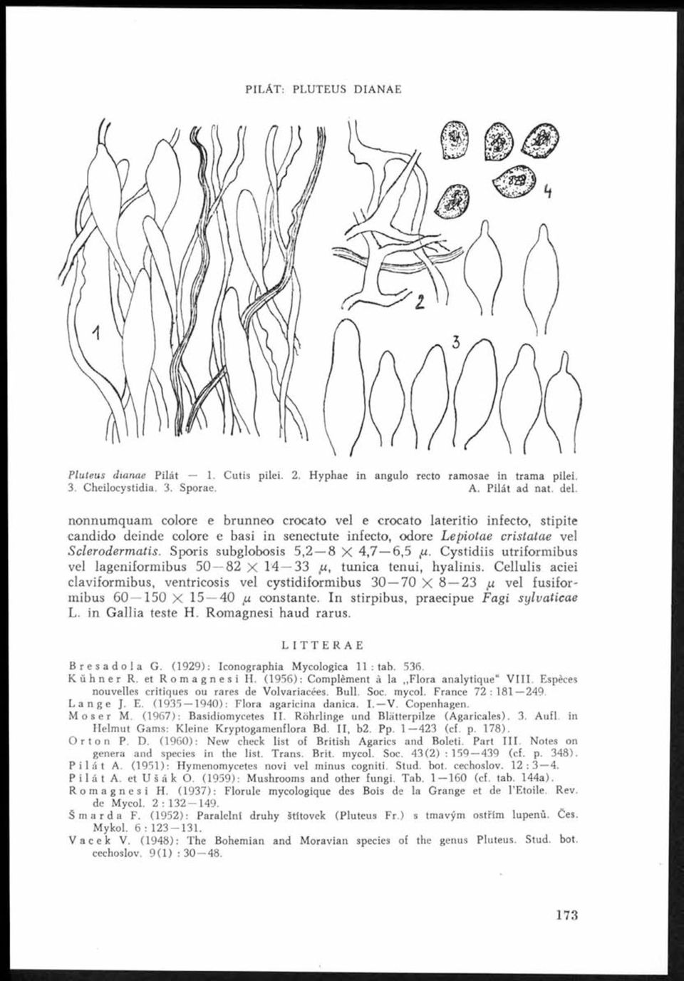 Sporis subglobosis 5,2 8 X 4,7 6,5 <u. Cystidiis utriformibus vel lageniformibus 5 0 82 X 14 33 fi, tunica tenui, hyalinis.