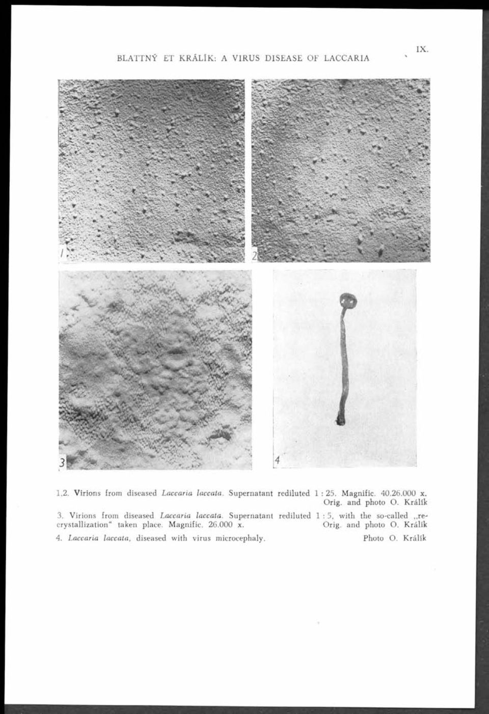 Orig. and photo O. Králík 3. Virions from diseased L accaria laccata.