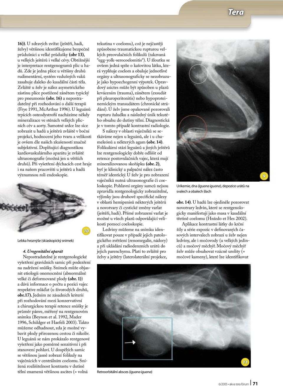 Zvláště u želv je nález asymetrického zástinu plíce postižené zánětem typický pro pneumonie (obr. 16) a nepostradatelný při rozhodování o další terapii (Frye 1991, McArthur 1996).