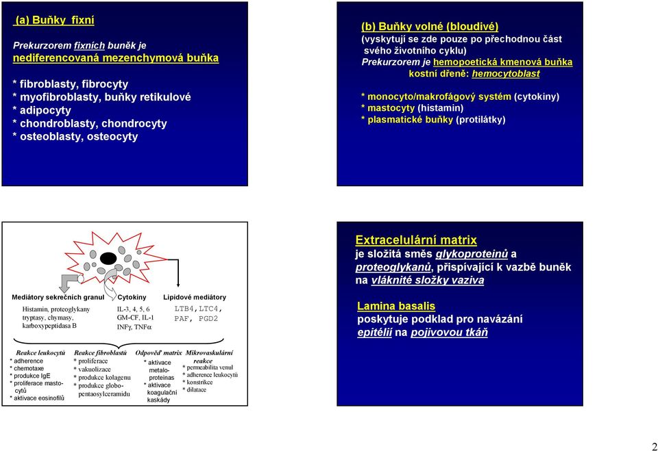 systém (cytokiny) * mastocyty (histamin) * plasmatické buňky (protilátky) Extracelulární matrix je složitá směs glykoproteinů a proteoglykanů, přispívající k vazbě buněk na vláknité složky vaziva