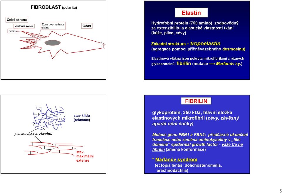 ) FIBRILIN jednotlivá molekula elastinu stav klidu (relaxace) stav maximální extenze glykoprotein, 350 kda, hlavní složka elastinových mikrofibril (cévy, závěsný aparát oční čočky) Mutace genu FBN1