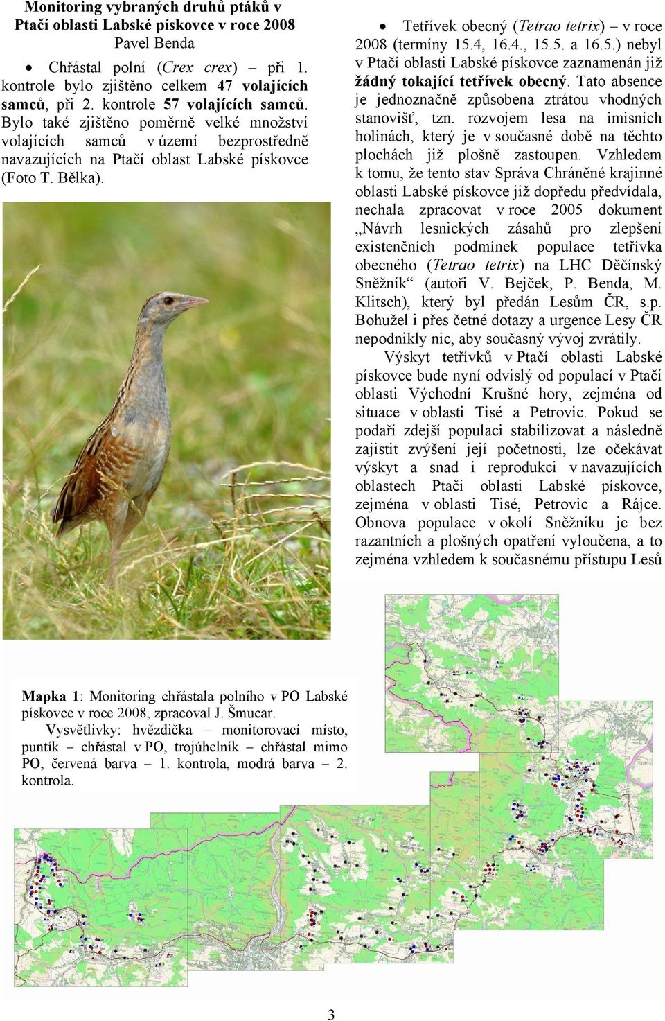 Tetřívek obecný (Tetrao tetrix) v roce 2008 (termíny 15.4, 16.4., 15.5. a 16.5.) nebyl v Ptačí oblasti Labské pískovce zaznamenán již žádný tokající tetřívek obecný.