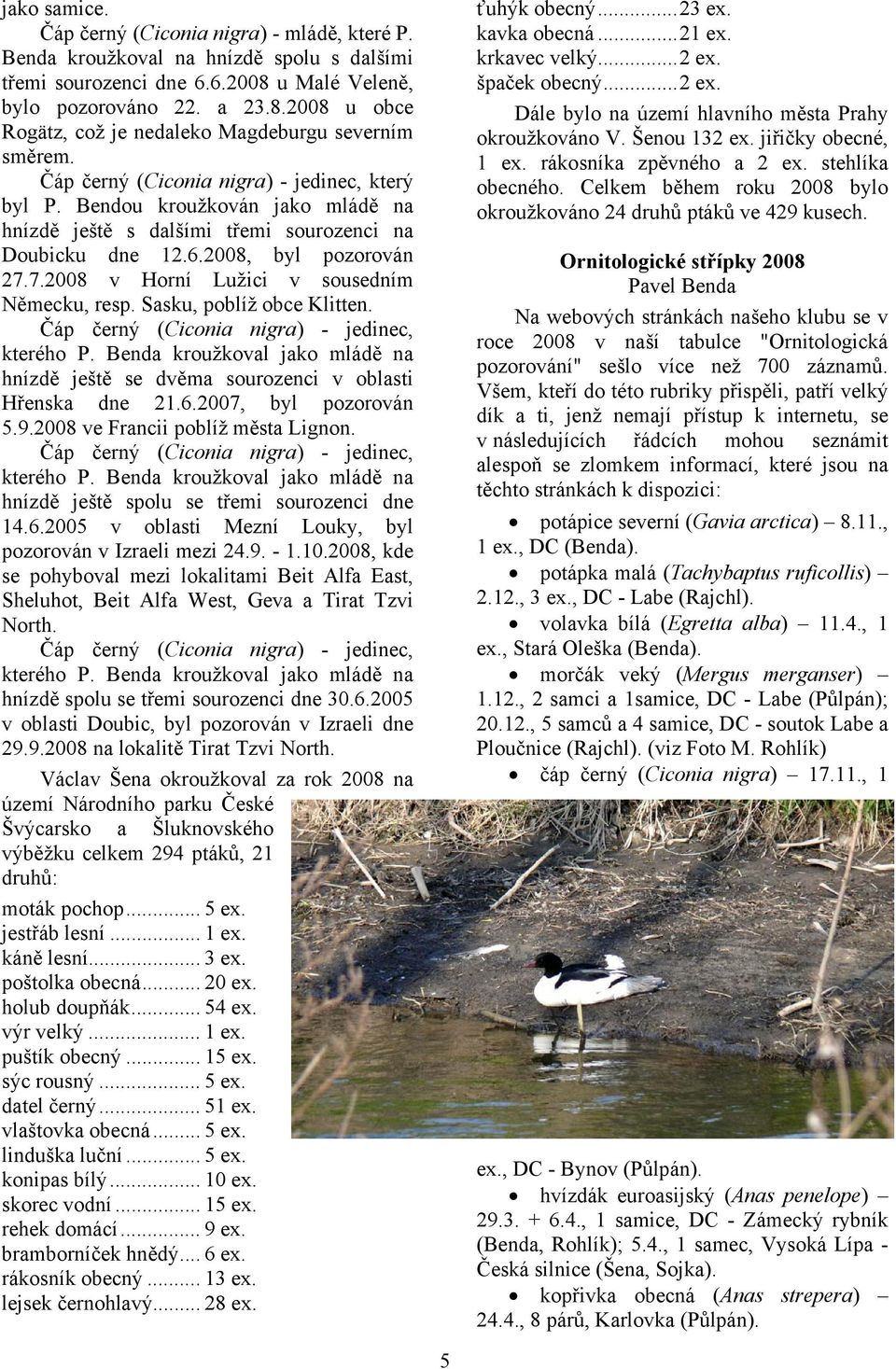 7.2008 v Horní Lužici v sousedním Německu, resp. Sasku, poblíž obce Klitten. Čáp černý (Ciconia nigra) - jedinec, kterého P.