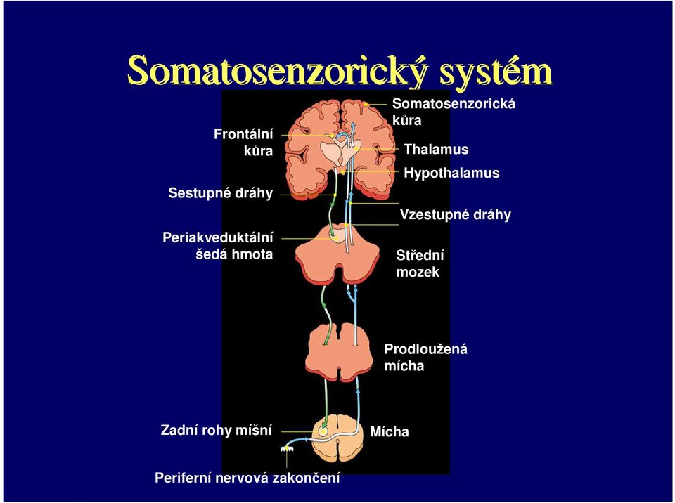 Hypothalamus Vzestupné dráhy Střední mozek Prodloužená mícha