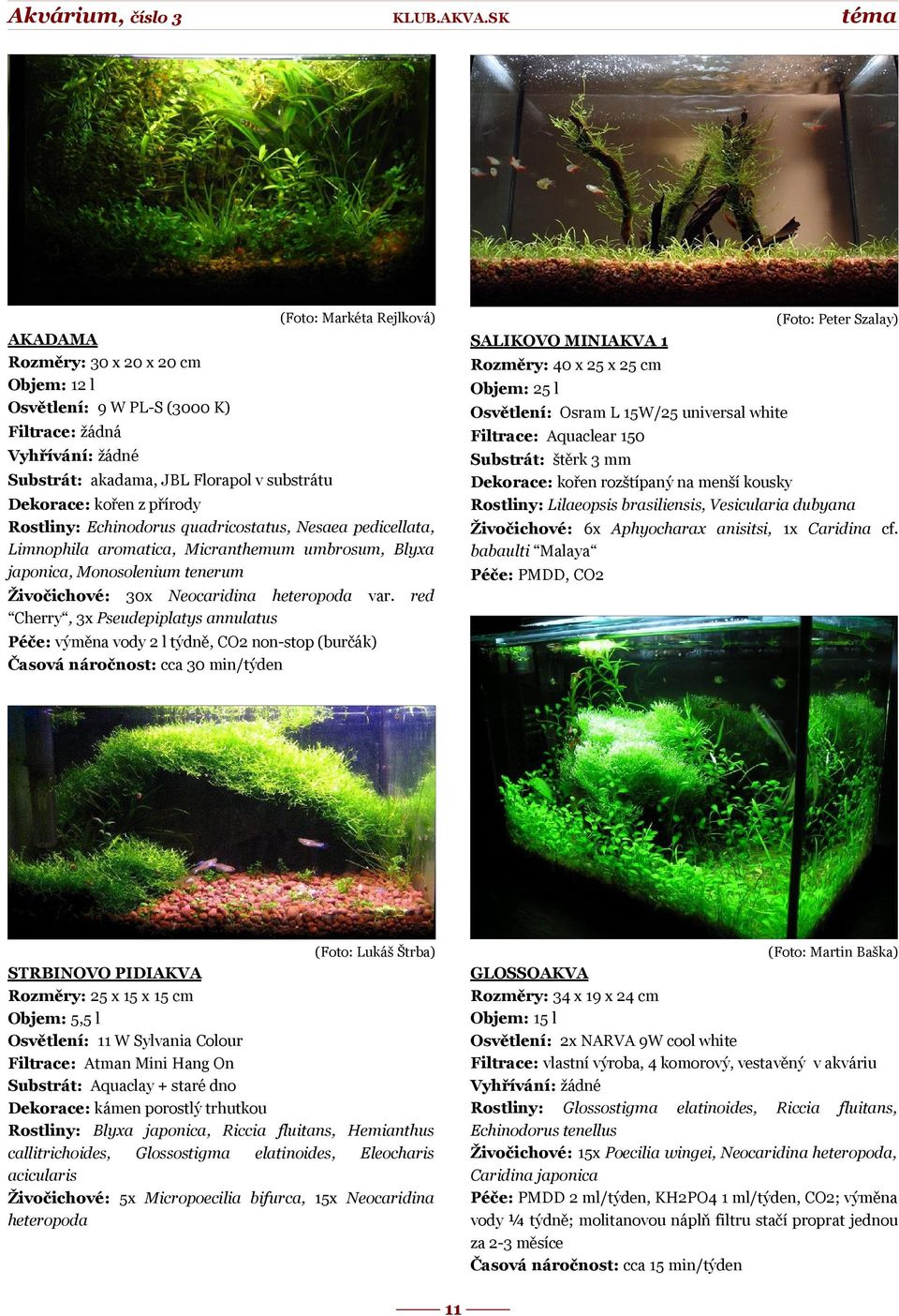 dubyana Substrát: akadama, JBL Florapol v substrátu Dekorace: kořen z přírody Rostliny: Echinodorus quadricostatus, Nesaea pedicellata, Limnophila aromatica, Micranthemum umbrosum, Blyxa japonica,