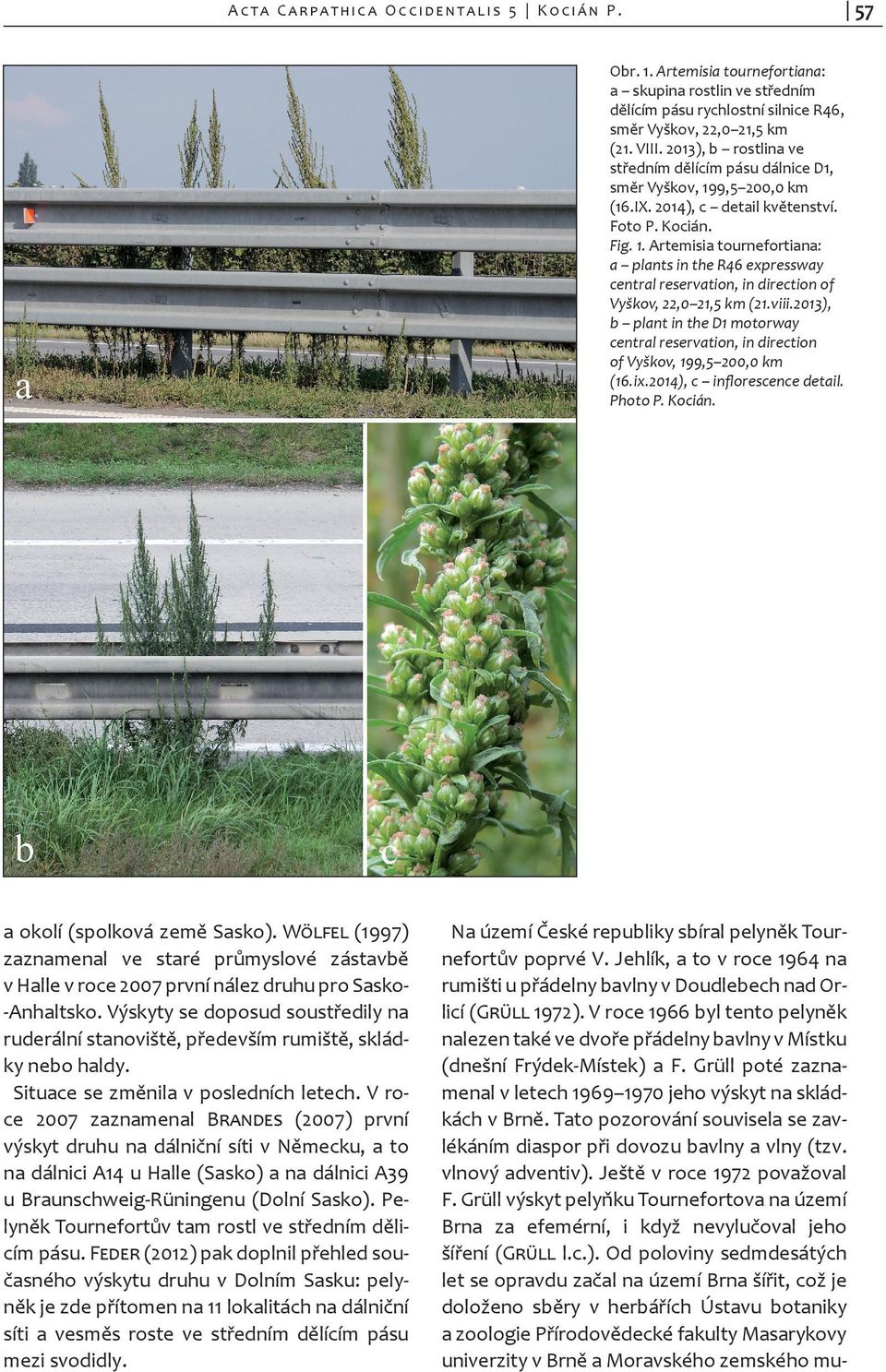 viii.2013), b plant in the D1 motorway central reservation, in direction of Vyškov, 199,5 200,0 km (16.ix.2014), c inflorescence detail. Photo P. Kocián. a oko lí (spolková země Sasko).