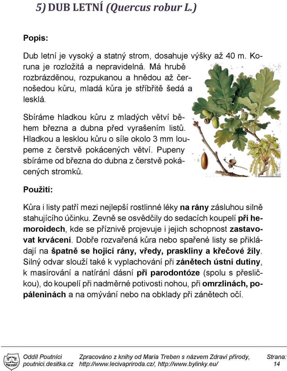 Hladkou a lesklou kůru o síle okolo 3 mm loupeme z čerstvě pokácených větví. Pupeny sbíráme od března do dubna z čerstvě pokácených stromků.