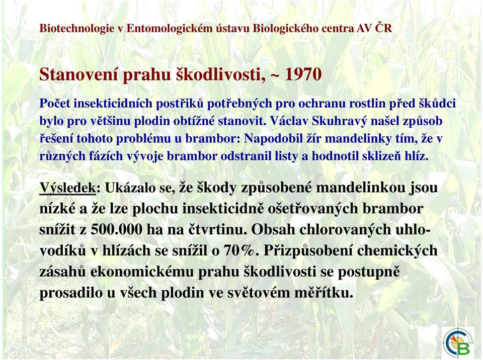 Václav Skuhravý našel způsob řešení tohoto problému u brambor: Napodobil žír mandelinky tím, že v různých fázích vývoje brambor odstranil listy a hodnotil sklizeň hlíz.