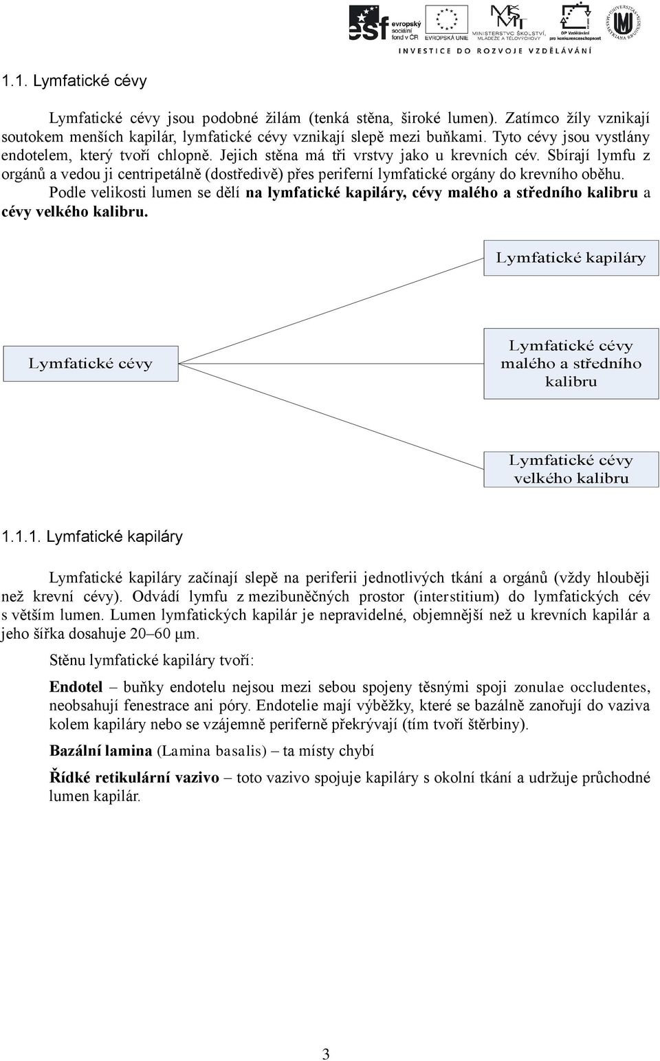 Sbírají lymfu z orgánů a vedou ji centripetálně (dostředivě) přes periferní lymfatické orgány do krevního oběhu.