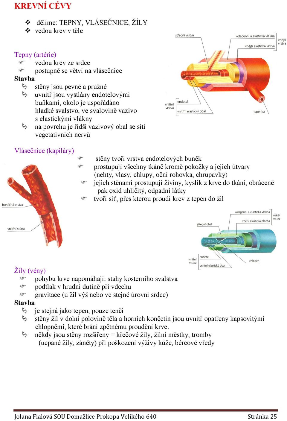 endotelových buněk prostupují všechny tkáně kromě pokožky a jejich útvary (nehty, vlasy, chlupy, oční rohovka, chrupavky) jejich stěnami prostupují živiny, kyslík z krve do tkání, obráceně pak oxid