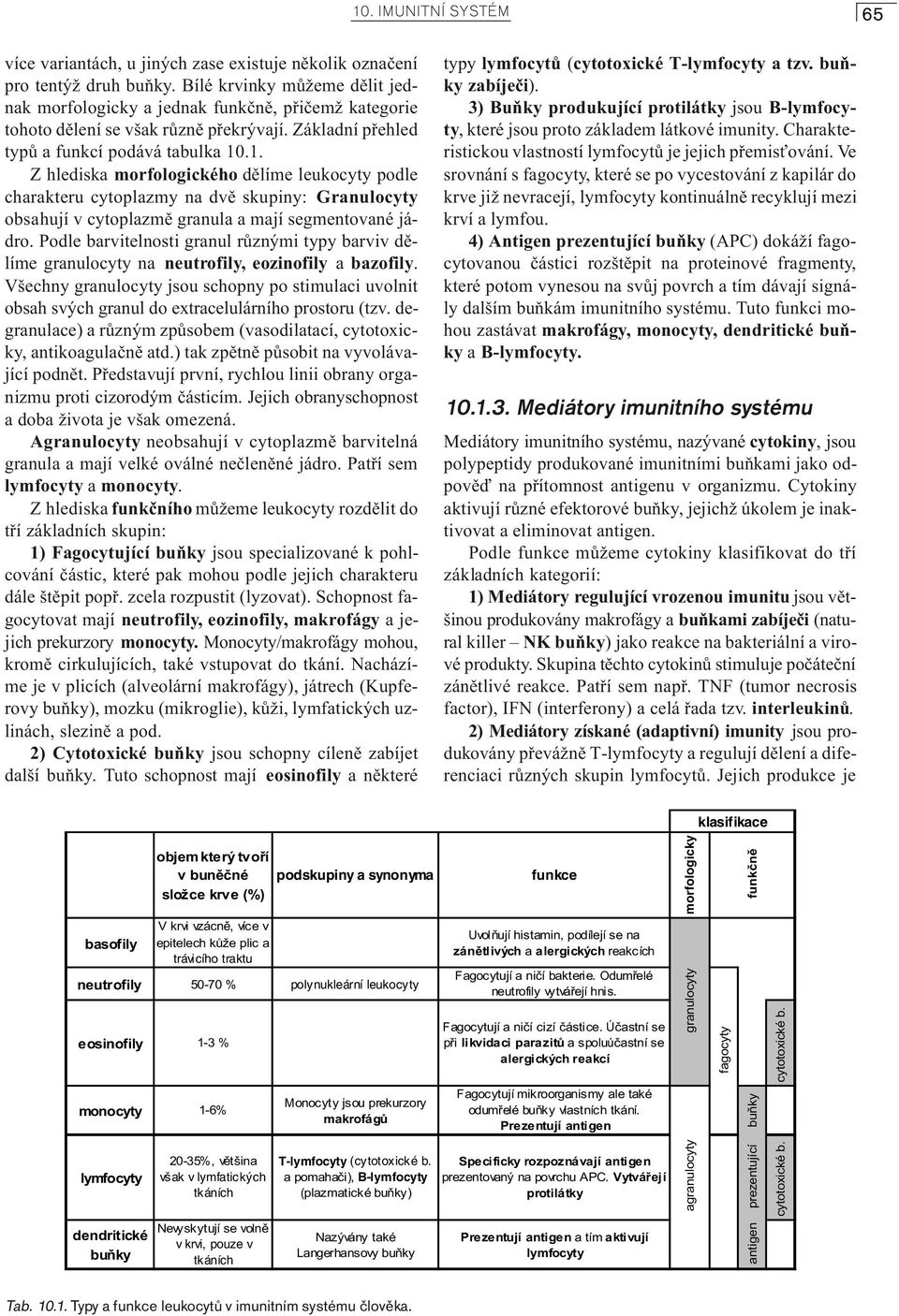 .1. Z hlediska morfologického dìlíme leukocyty podle charakteru cytoplazmy na dvì skupiny: Granulocyty obsahují v cytoplazmì granula a mají segmentované jádro.