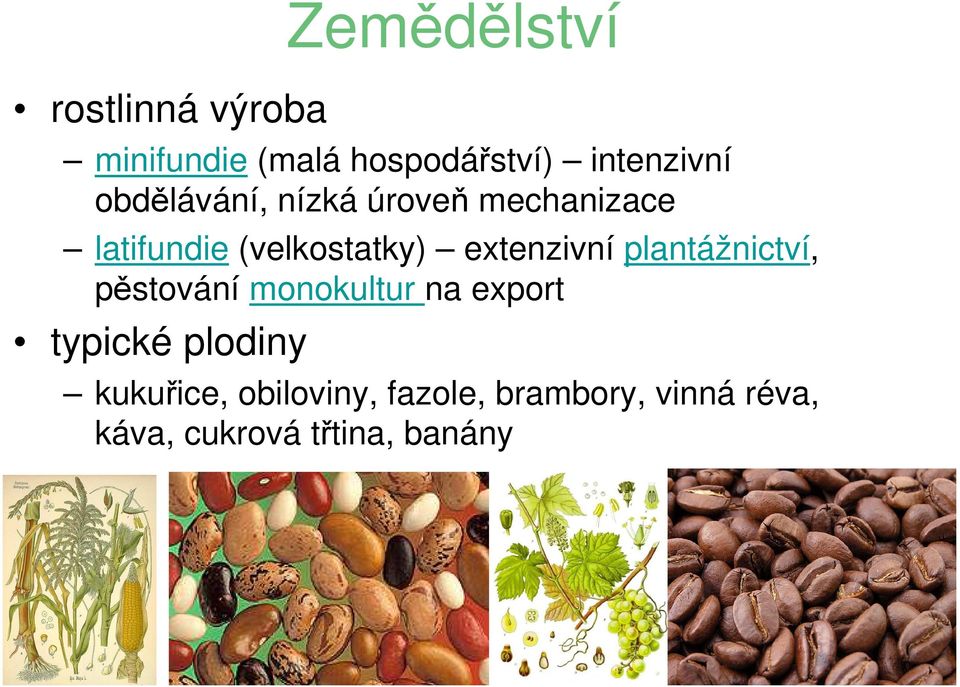 extenzivní plantážnictví, pěstování monokultur na export typické