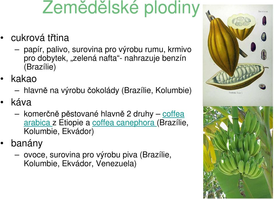 káva komerčně pěstované hlavně 2 druhy coffea arabica z Etiopie a coffea canephora (Brazílie,