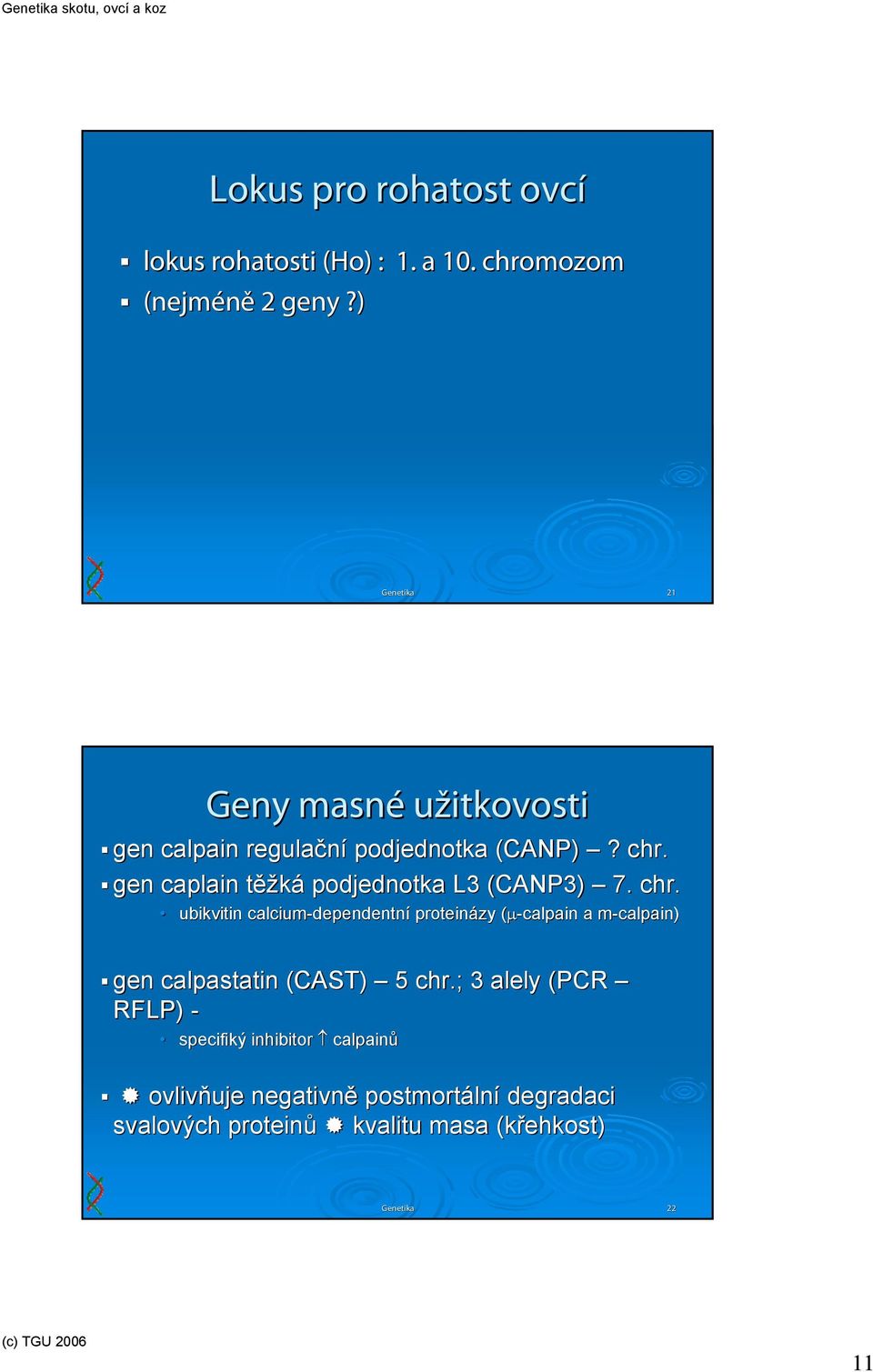 gen caplain těžká podjednotka L3 (CANP3) 7. chr.