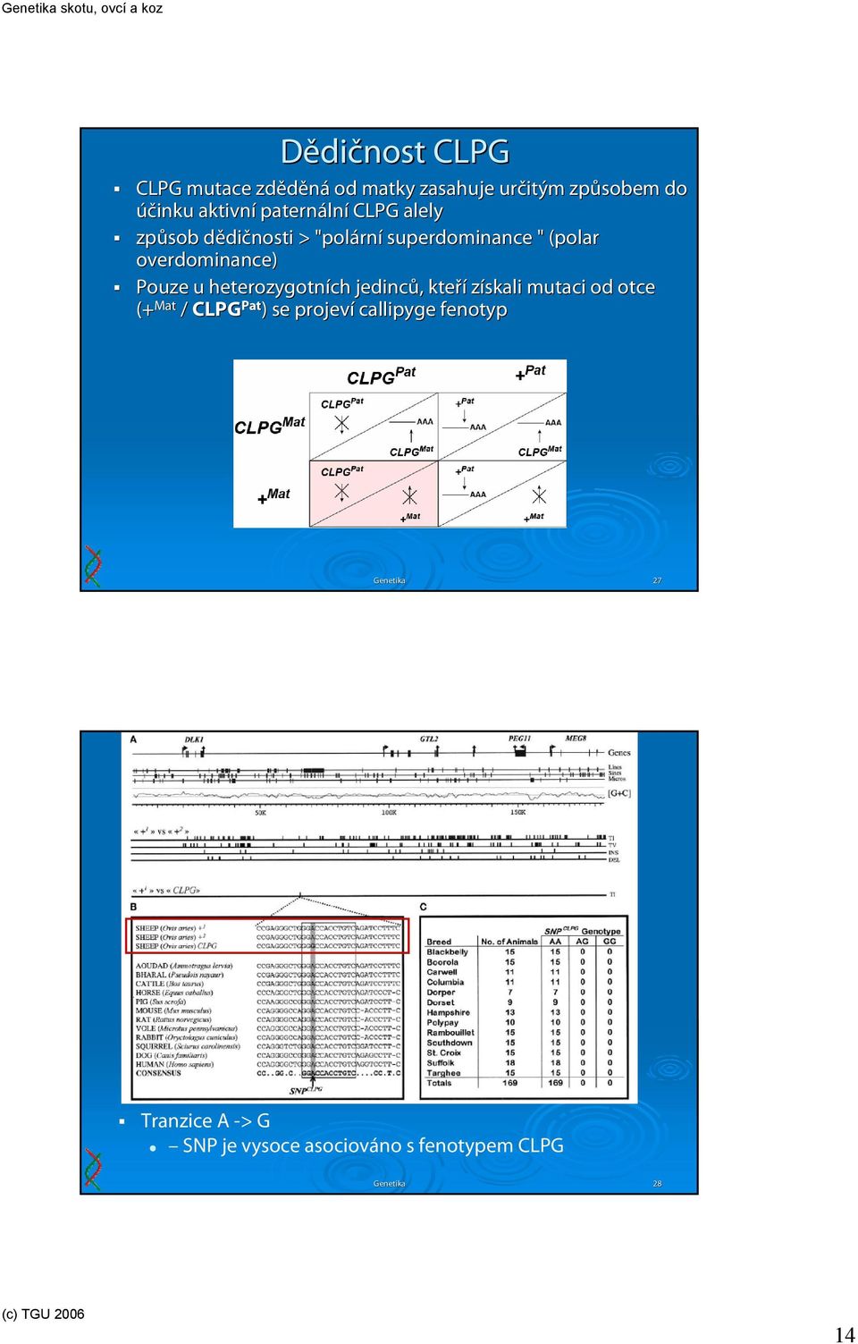 overdominance) Pouze u heterozygotních jedinců,, kteří získali mutaci od otce (+ Mat / CLPG Pat