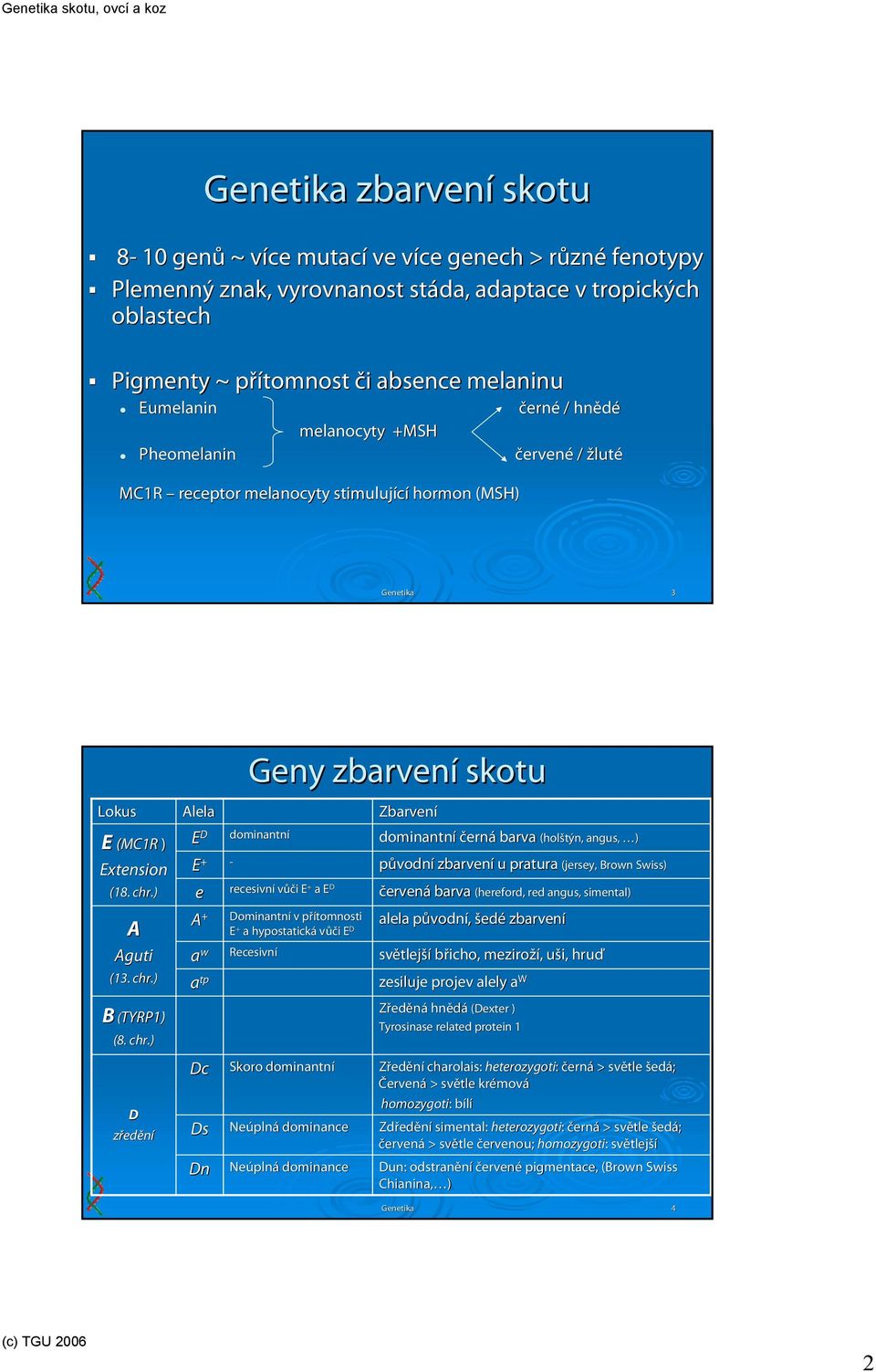 chr.) D zředění Alela E D E + e A + a w a tp Dc Ds Dn - Geny zbarvení skotu dominantní recesivní vůči i E + a E D Dominantní v přítomnosti p E + a hypostatická vůči i E D Recesivní Skoro dominantní