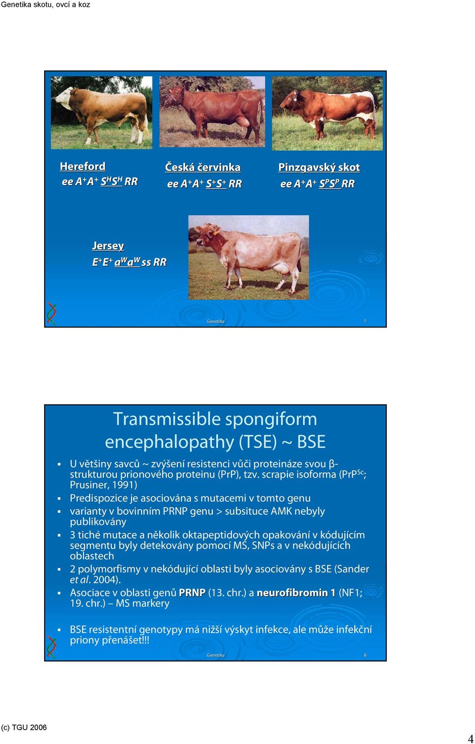 scrapie isoforma (PrP Sc ; Prusiner, 1991) Predispozice je asociována s mutacemi v tomto genu varianty v bovinním PRNP genu > subsituce AMK nebyly publikovány 3 tiché mutace a několik oktapeptidových