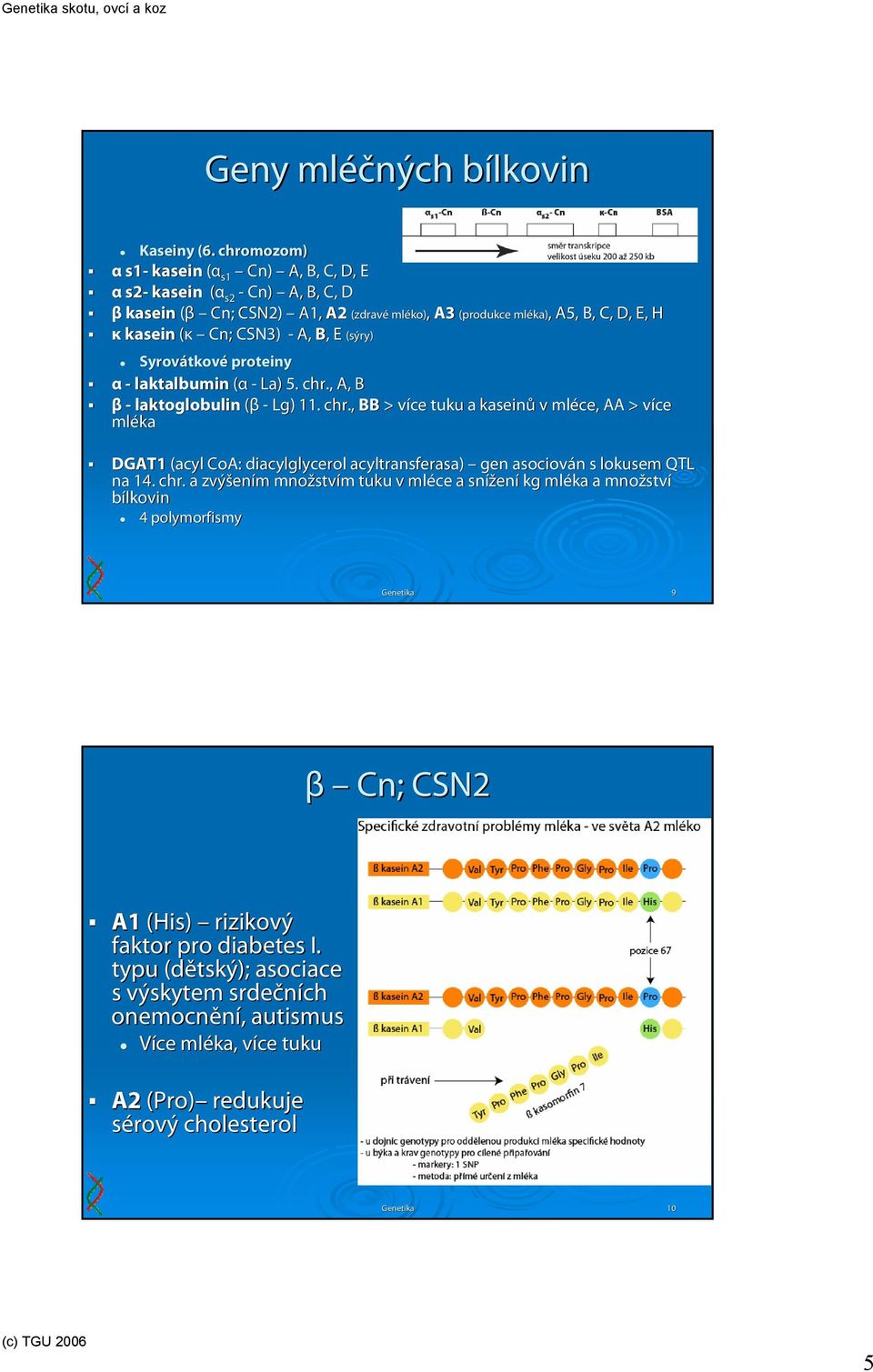 CSN3) - A, B,, E (sýry) Syrovátkov tkové proteiny α - laktalbumin (α - La) 5. chr.