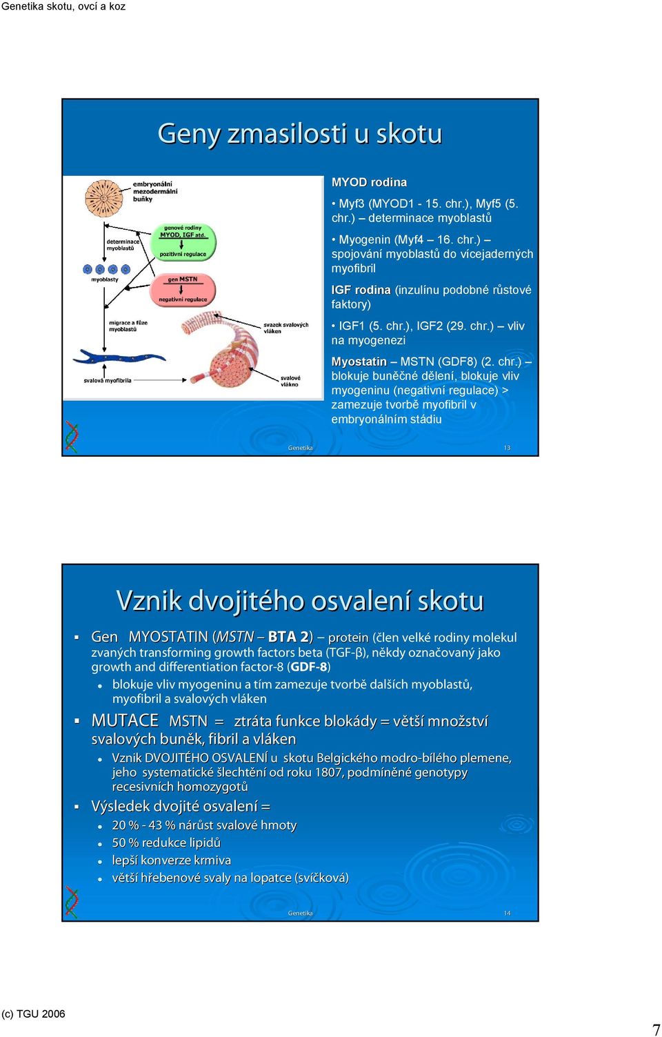 ) vliv na myogenezi Myostatin MSTN (GDF8) (2. chr.