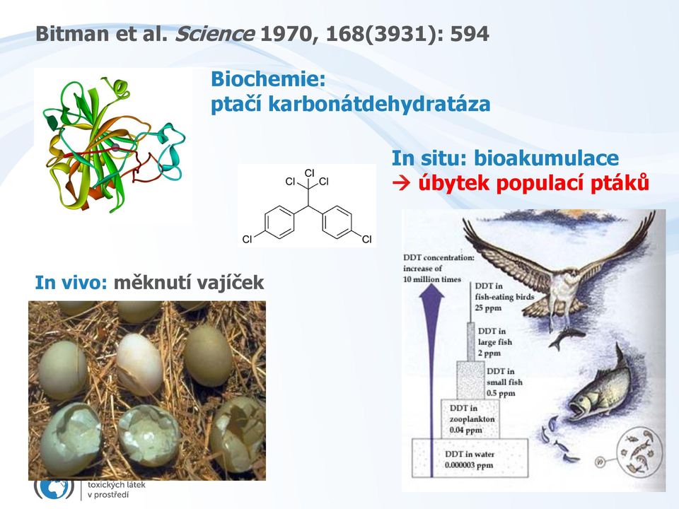 Biochemie: ptačí karbonátdehydratáza