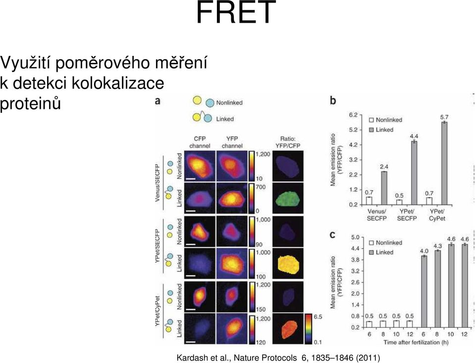 kolokalizace proteinů