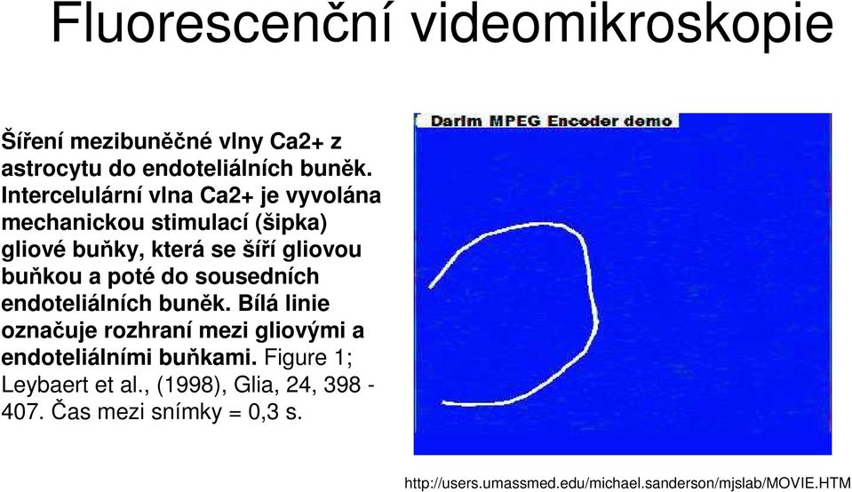 poté do sousedních endoteliálních buněk. Bílá linie označuje rozhraní mezi gliovými a endoteliálními buňkami.