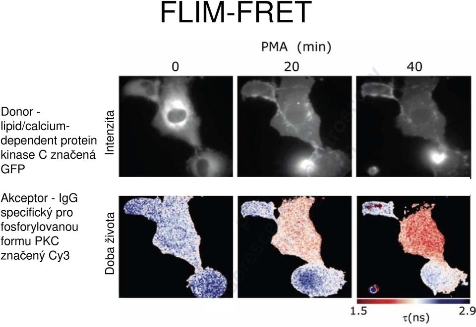 značená GFP Intenzita Akceptor - IgG