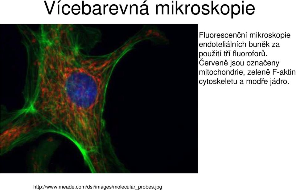 Červeně jsou označeny mitochondrie, zeleně F-aktin