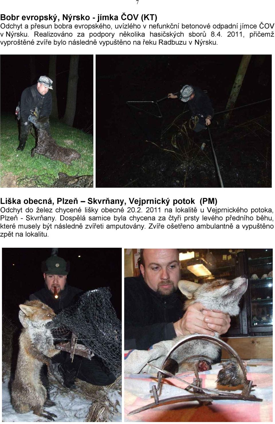 Liška obecná, Plzeň Skvrňany, Vejprnický potok (PM) Odchyt do želez chycené lišky obecné 20