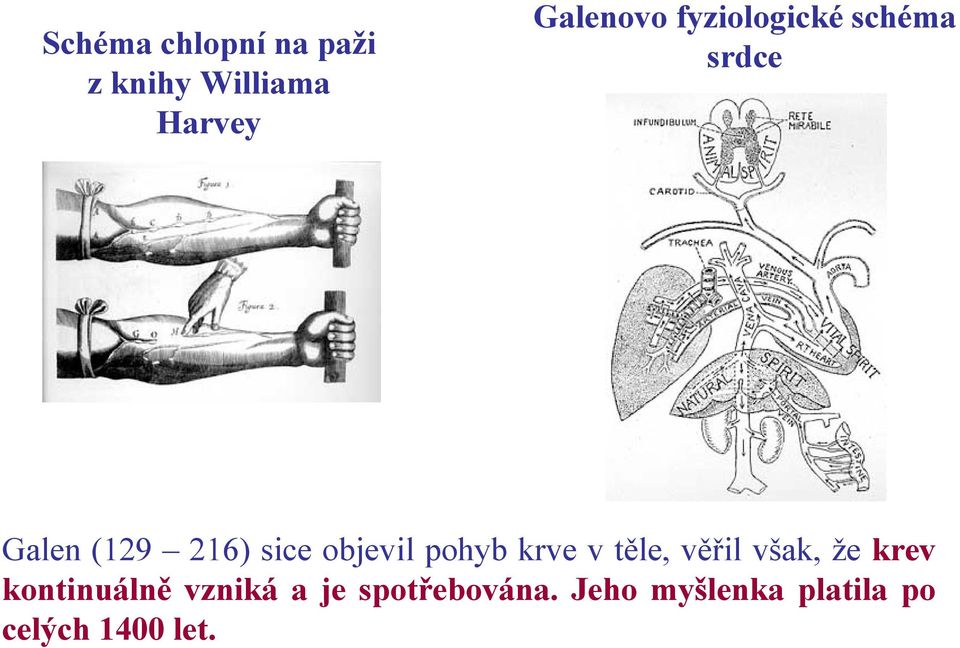 pohyb krve v těle, věřil však, že krev kontinuálně vzniká