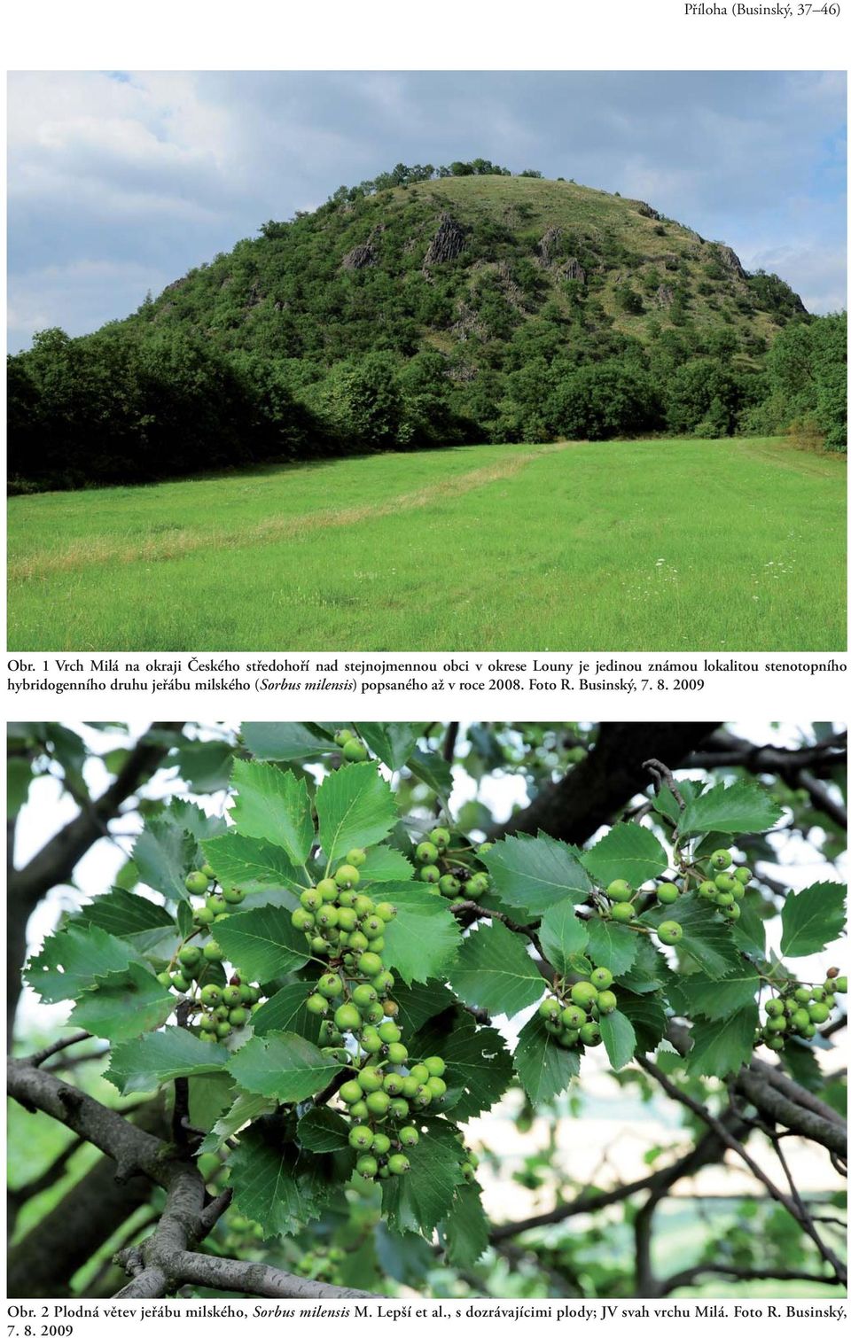 lokalitou stenotopního hybridogenního druhu jeřábu milského (Sorbus milensis) popsaného až v roce