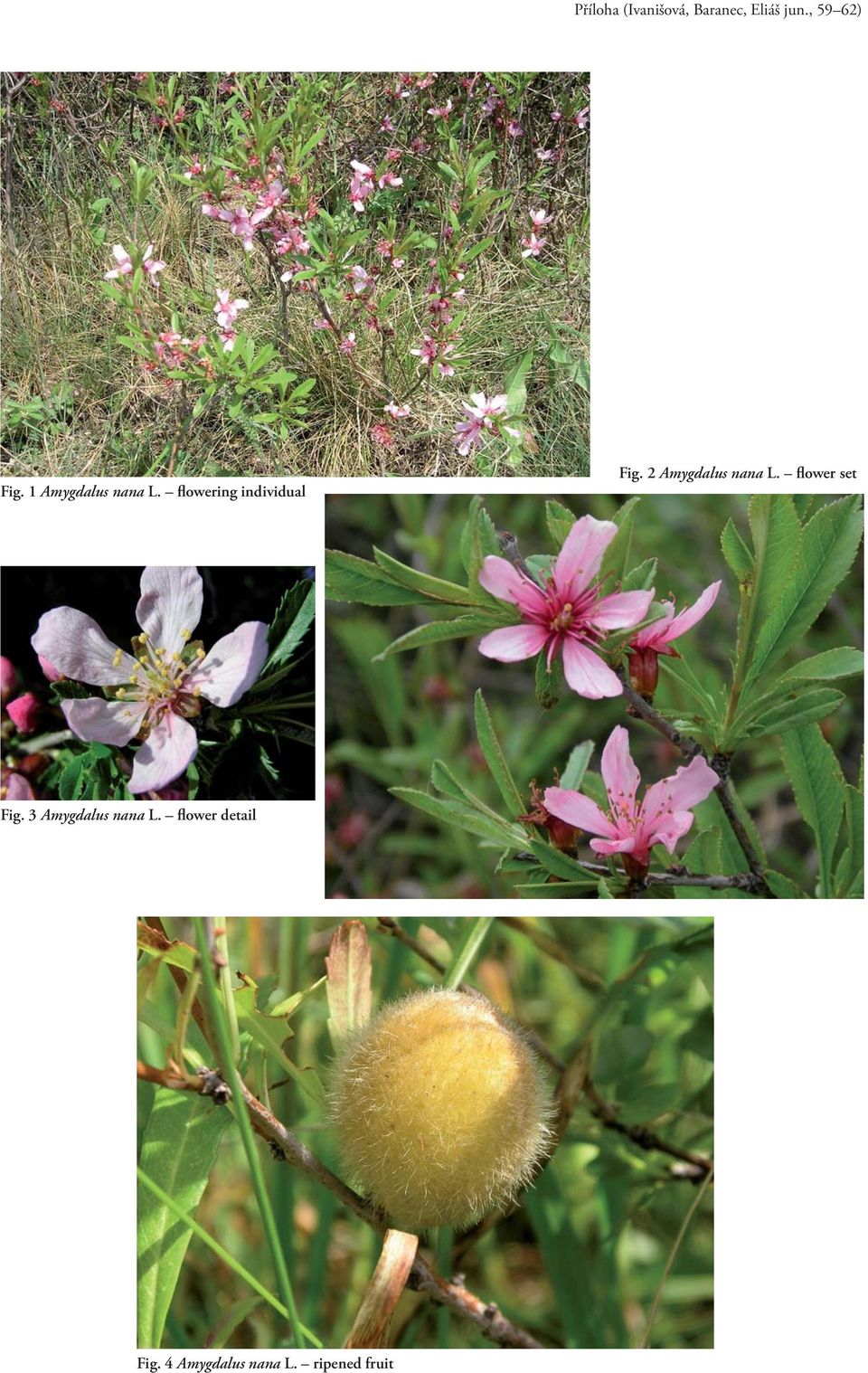 2 Amygdalus nana L. flower set Fig.