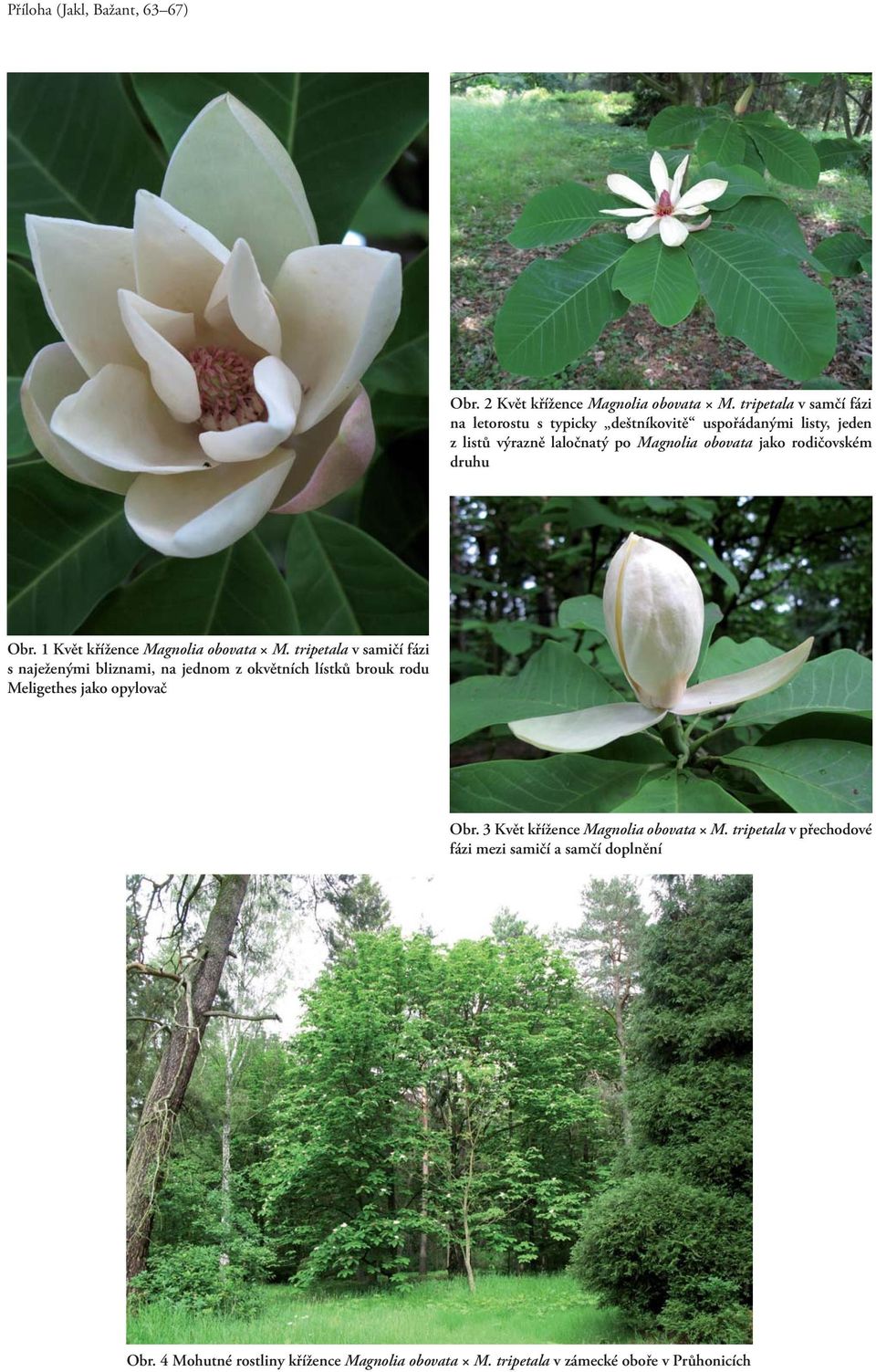 rodičovském druhu Obr. 1 Květ křížence Magnolia obovata M.