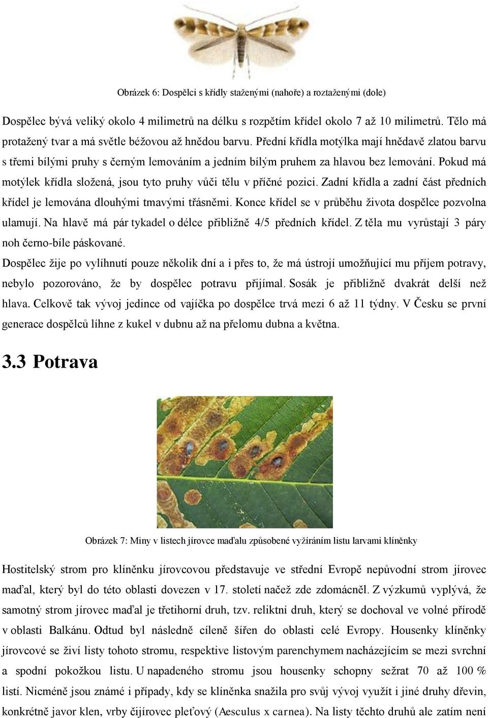 Pokud má motýlek křídla složená, jsou tyto pruhy vůči tělu v příčné pozici. Zadní křídla a zadní část předních křídel je lemována dlouhými tmavými třásněmi.