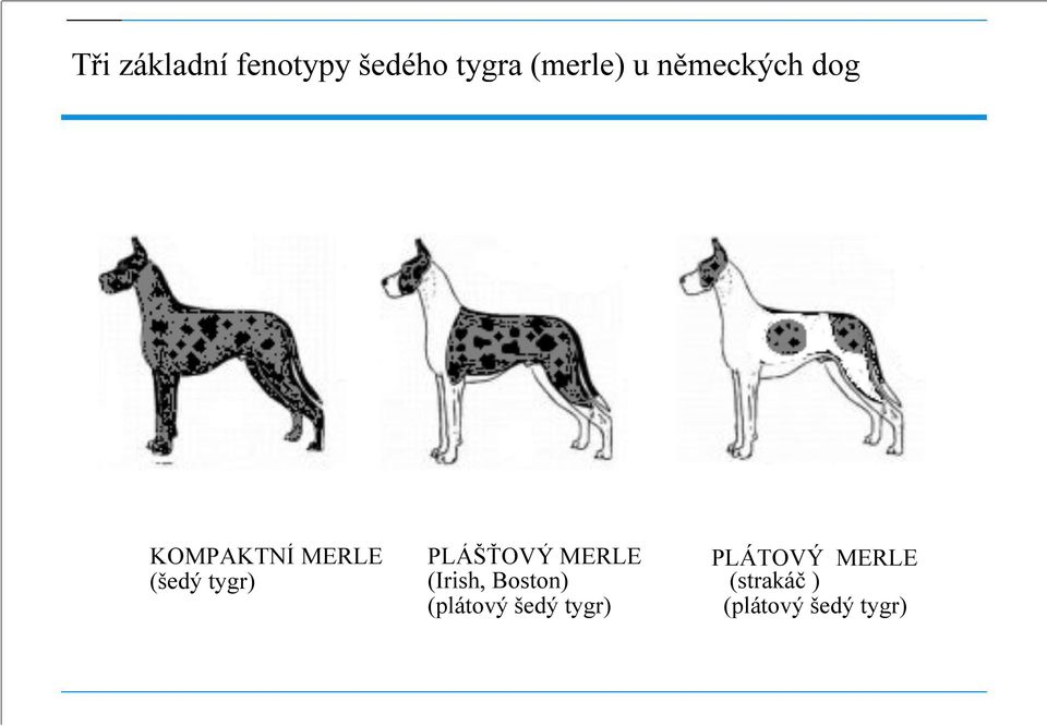 PLÁŠŤOVÝ MERLE (Irish, Boston) (plátový šedý