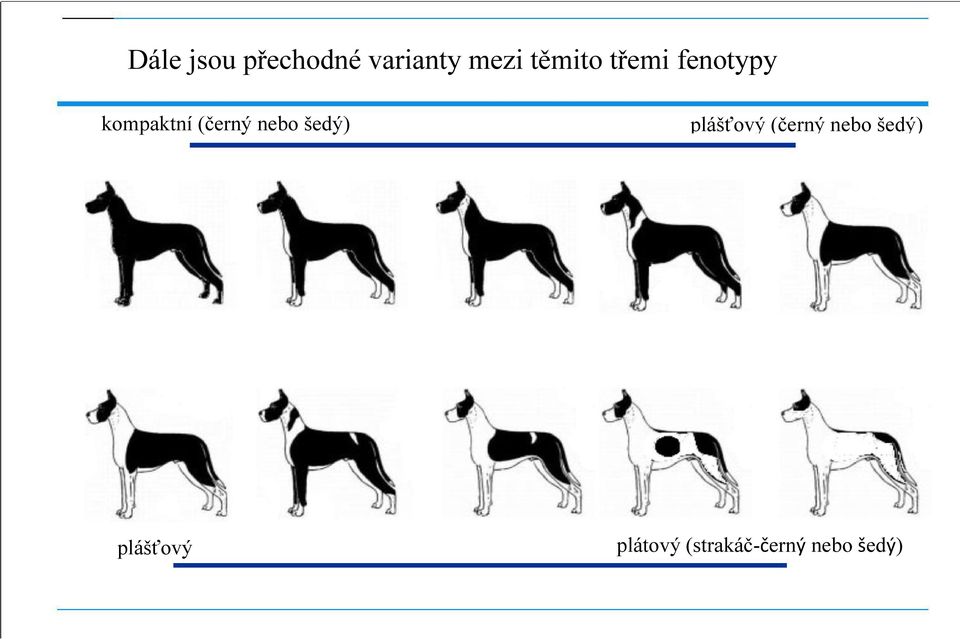 nebo šedý) plášťový (černý nebo šedý)