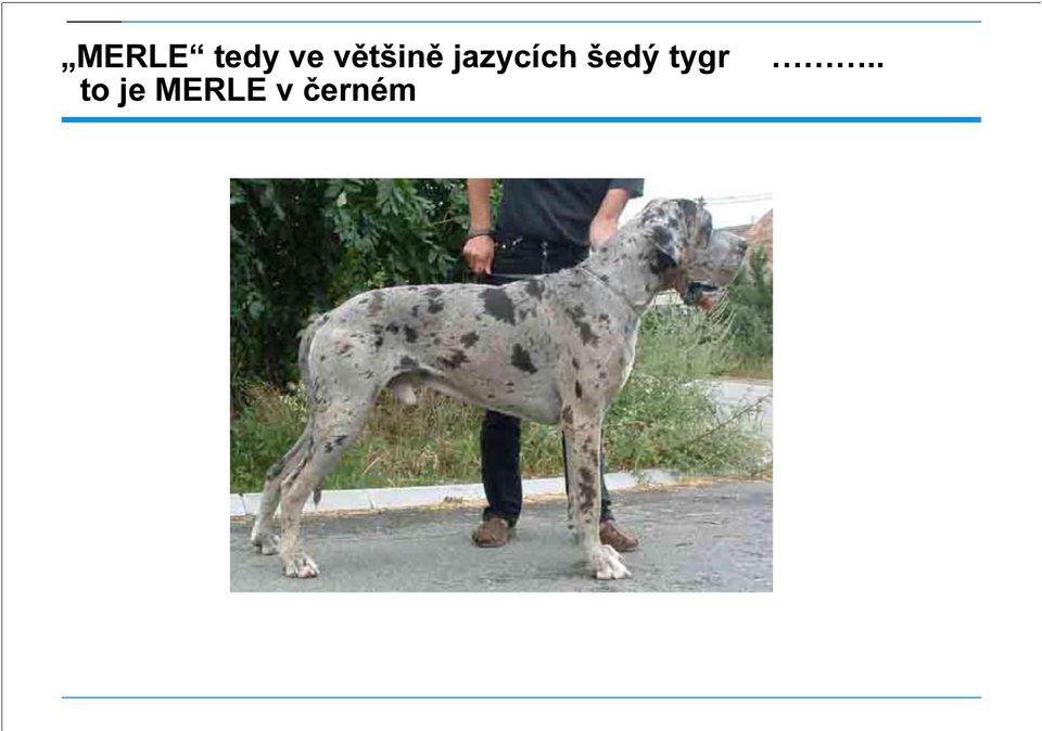 jazycích šedý