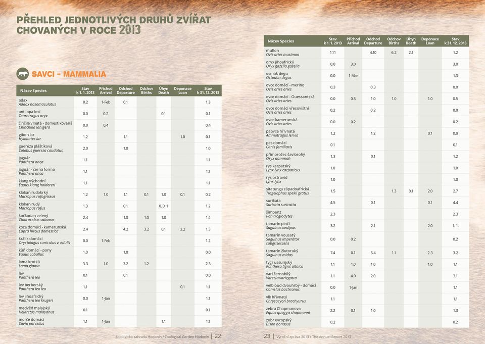 rudý Macropus rufus kočkodan zelený Chlorocebus sabaeus koza domácí - kamerunská Capra hircus domestica králík domácí Oryctolagus cuniculus v.