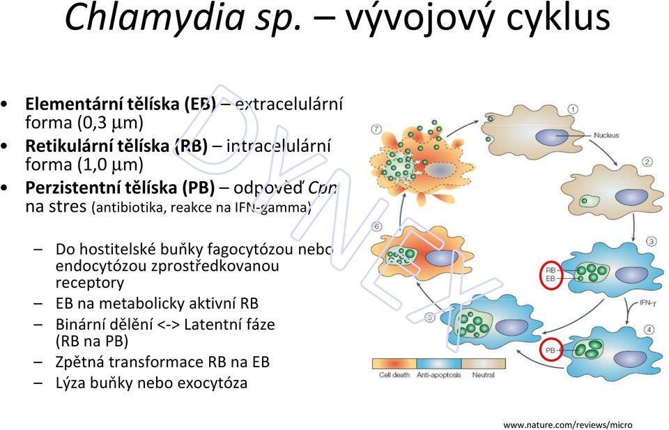 forma (1,0 µm) Perzistentní tělíska (PB) odpověď Cpn na stres (antibiotika, reakce na IFN-gamma) Do hostitelské