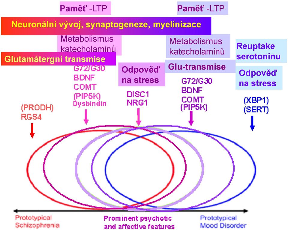 Glutamátergní transmise Odpověď na stress