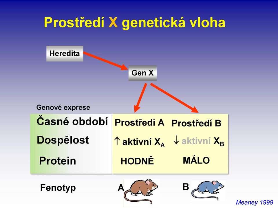 Prostředí A Prostředí B aktivní X A