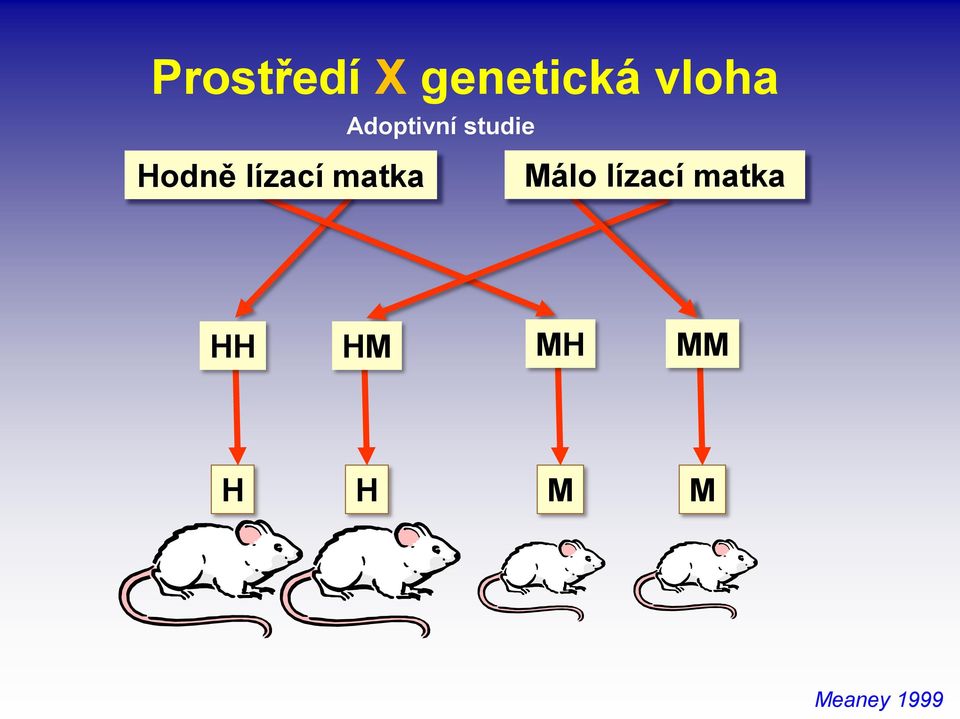 lízací matka Málo lízací