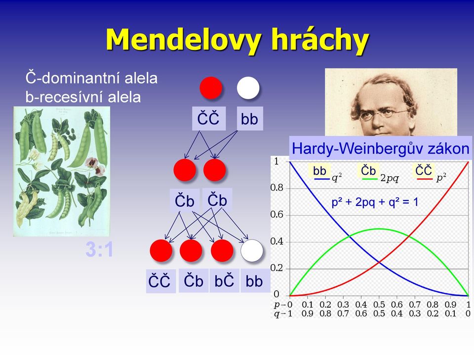 Hardy-Weinbergův zákon bb Čb ČČ